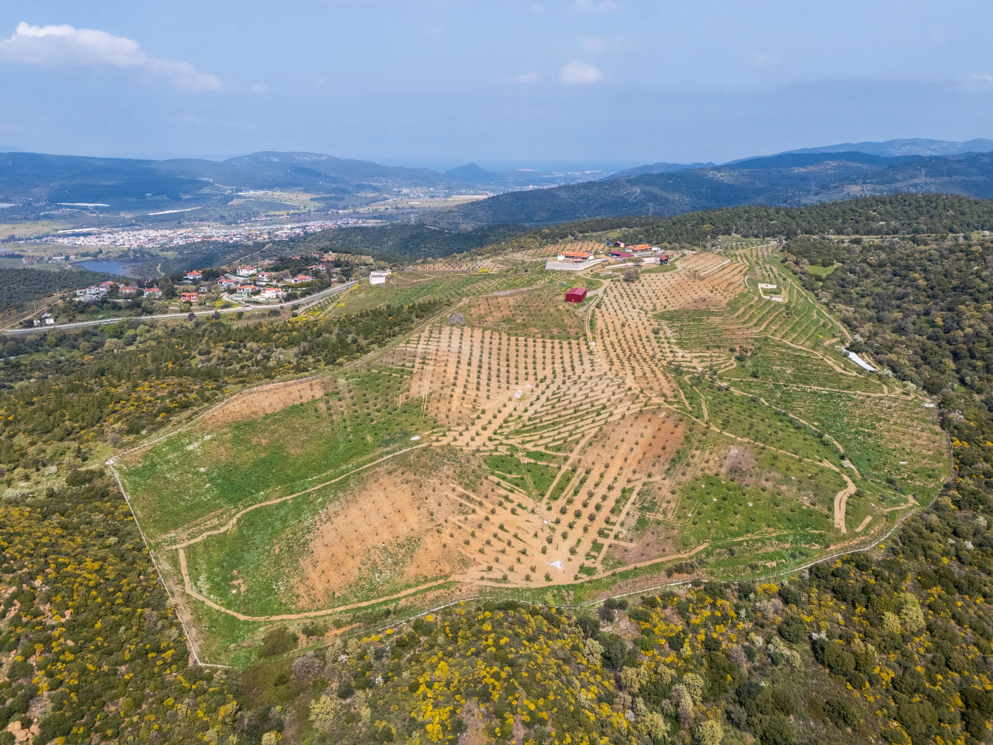 SEFERİHİSAR URLA BADEMLER SINIRINDA SATILIK ZEYTİNLİK galeri 4